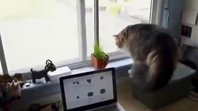 New Funny Animal Videos Compilation 2014   Cat Spots Something Outside Funny Videos