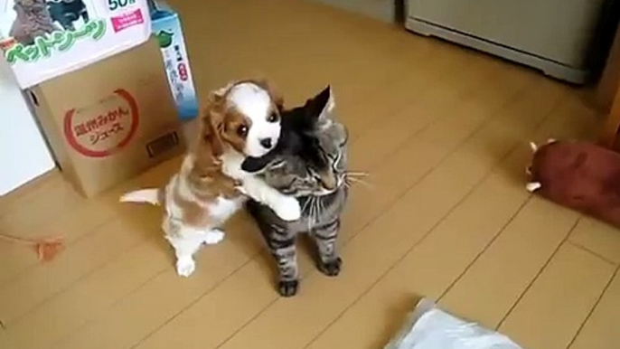 ♥ וגר חתול עם כלב ♥ סרטון מתוק ביותר  ♥