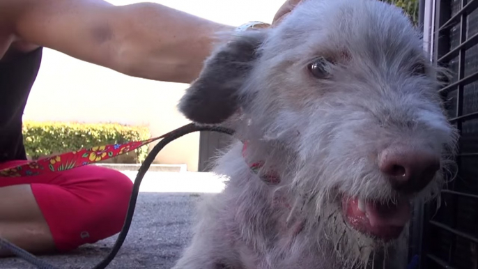 Homeless Dog Gets Rescued by Hope For Paws | What's Trending Now