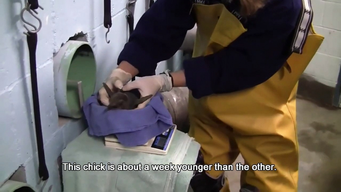 Penguin chicks weigh in at Saint Louis Zoo