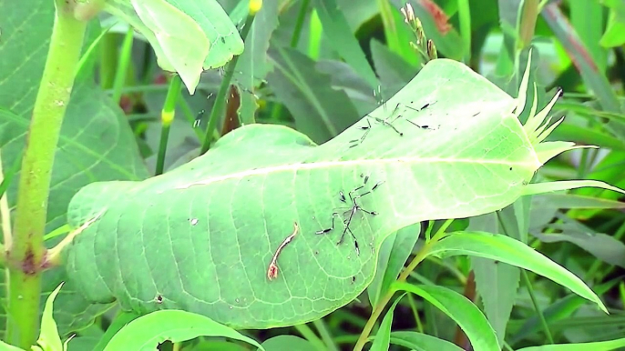 Phantom Crane Fly