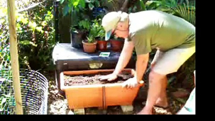 Planting Container Leaf Lettuce