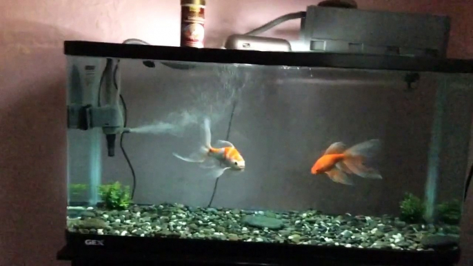 Comet Goldfish in a 35 gallon tank