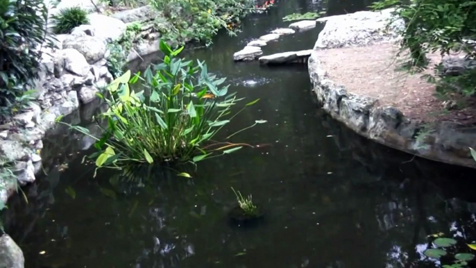 Zilker Gardens in Austin Texas in HD