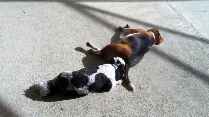 Dog licks other dog's butt!! And enjoys it!