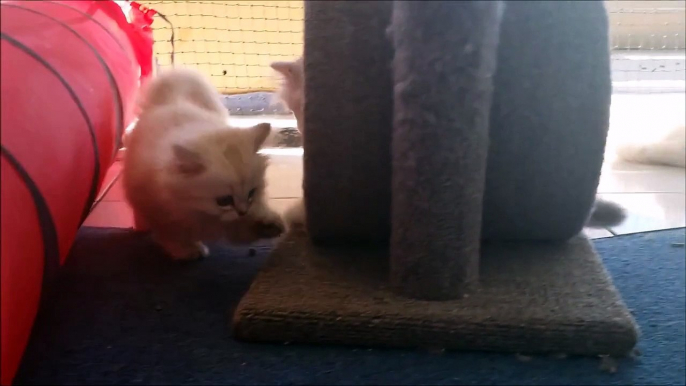 Super Cute Burmilla Kittens