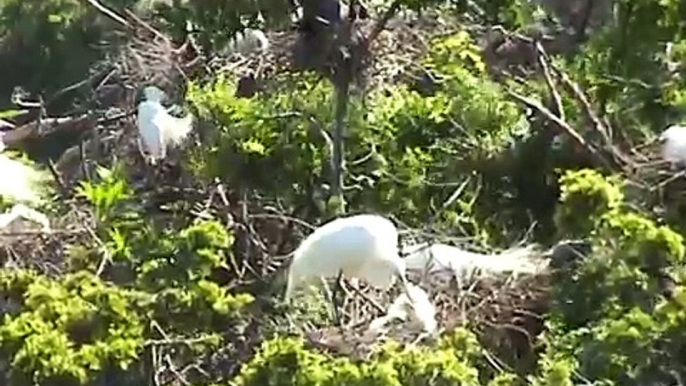 Great Egret