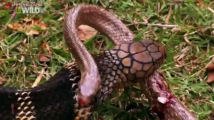Vietsub Wildlife Secret King Cobra part 4