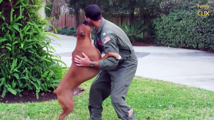 Dogs Welcoming Soldiers Home Compilation 2015 NEW funny new 2015