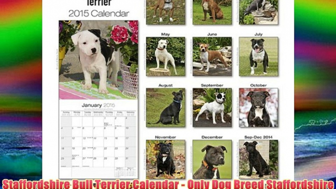 Staffordshire Bull Terrier Calendar - Only Dog Breed Staffordshire Bull Terrier Calendar -