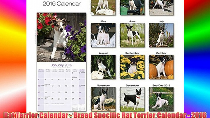 Rat Terrier Calendar - Breed Specific Rat Terrier Calendar - 2016 Wall calendars - Dog Calendars