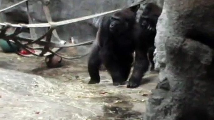 Gorilla Fight (One Male Gorilla vs Three Female Gorillas, Buffalo Zoo, 2008)