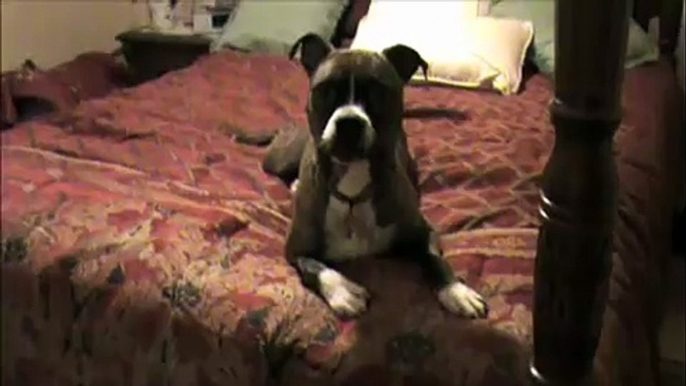 Lazy American Pit Bull Boxer Mix - The Lazy Dog