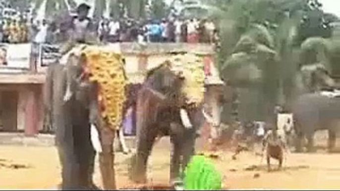 Elephant gone wild in India during a festival