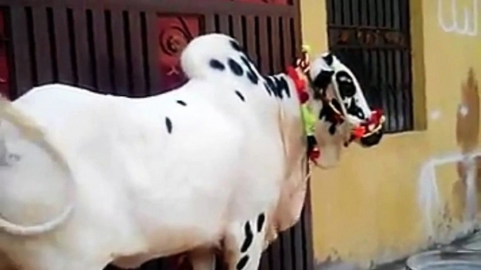 15 Beautiful Qurbani COW in Eid ul azha 2015- HD VideoS-Must watch:-