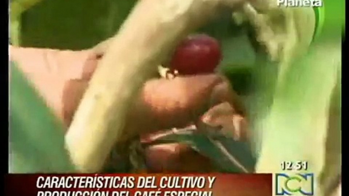 CARACTERISTICAS DEL  CULTIVO  Y PRODUCCION DEL CAFÈ ESPECIAL.avi