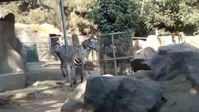 zebras fighting? Or playing around? @ the San Diego Zoo