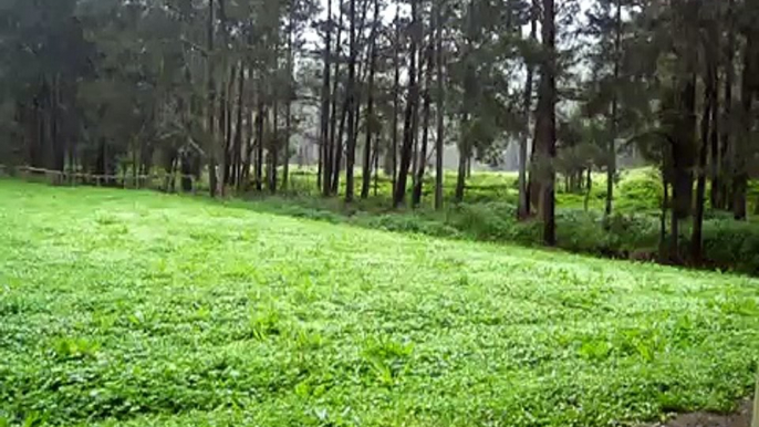 White Cedar Picnic Ground in the Rain