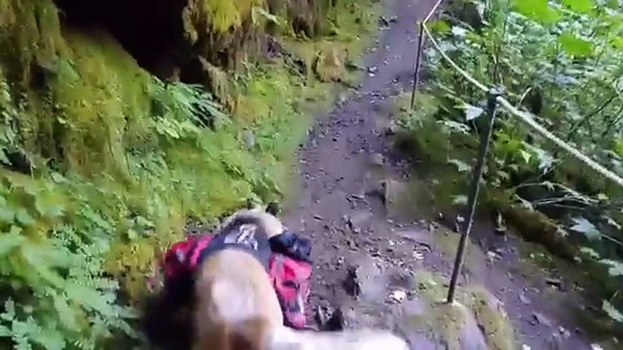 Covell Creek Trail - Gifford Pinchot National Forest - Walking Under Waterfall - Curtain Falls