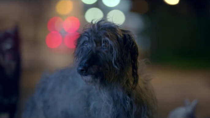 Dog sings 'I will survive' in this touching ads for Pets protection Blue Cross