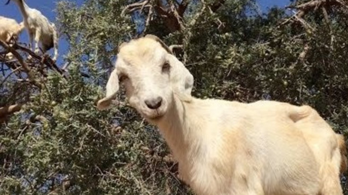 These Goats in a Tree Are the Most Bizarre Thing Ever