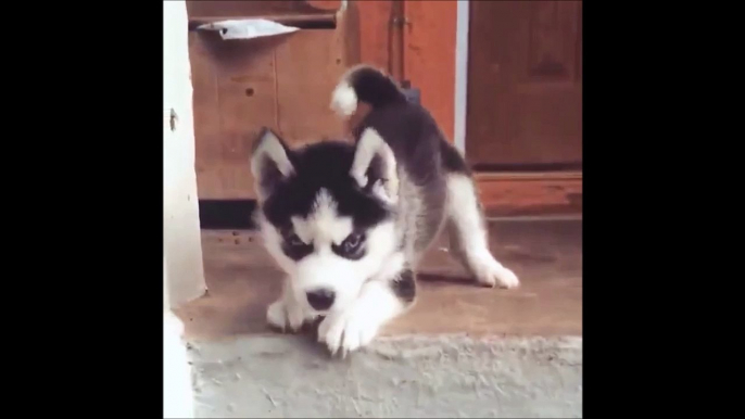 Please help me go downstairs... So cute puppy