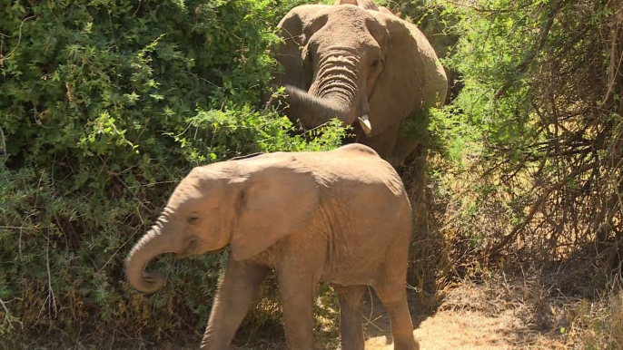 Kenya: Google Street View piste désormais aussi les éléphants