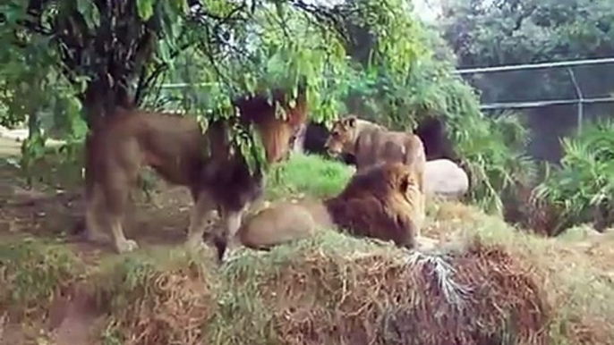 Gay Lions.