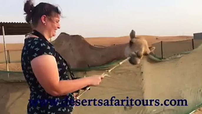 Dubai Camel Riding Tour - Desert Safari Tours