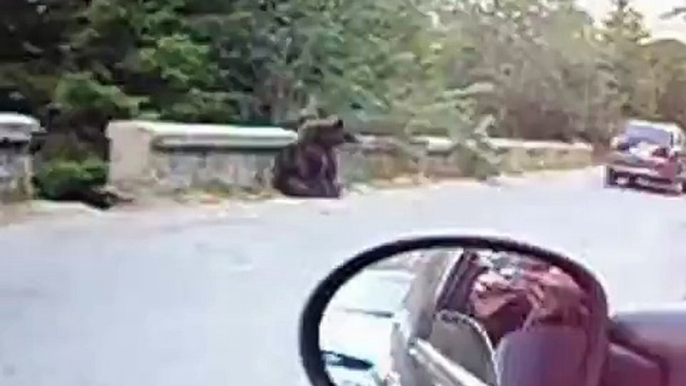 A Bear from Romania drinking Coca Cola