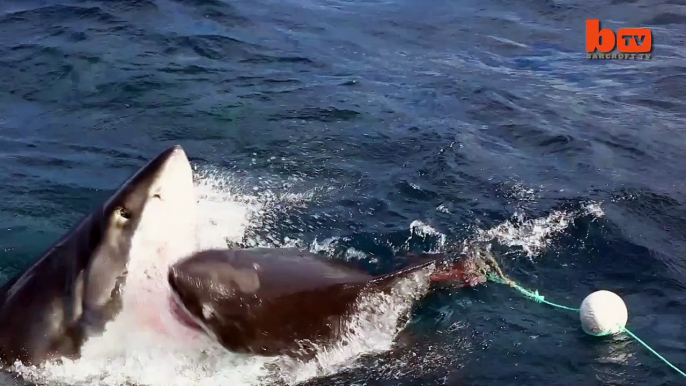 Quand un grand requin blanc attaque un autre grand requin blanc