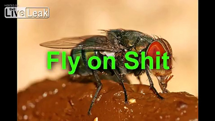 Fly on Shit