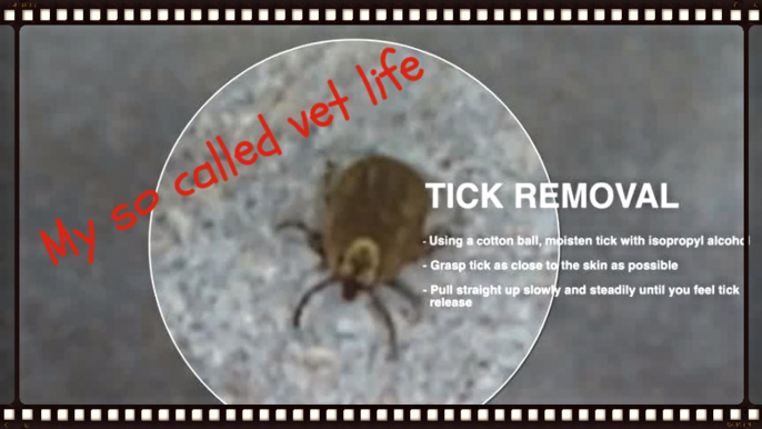 Tick prevention and your pet; veterinarian tip #2