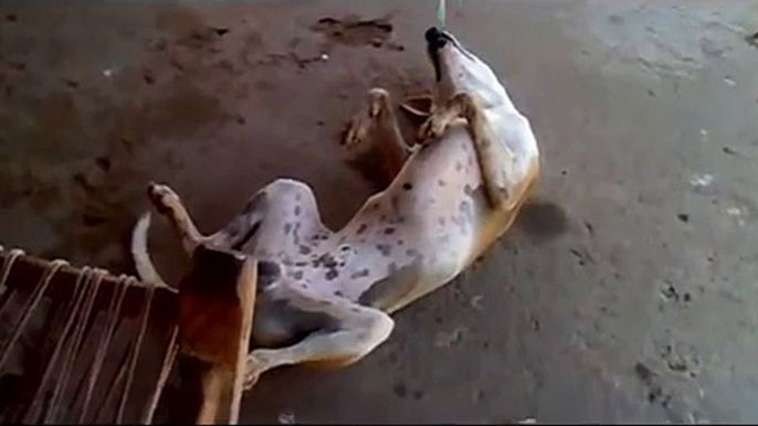 whatsapp funny videos 2015 - dog sleeping different position - very funny whatsapp viral videos 2015