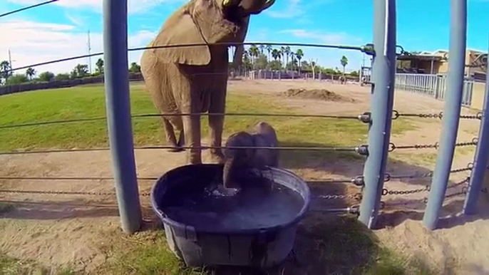 Elefantino fa le bollicine in acqua con la proboscide