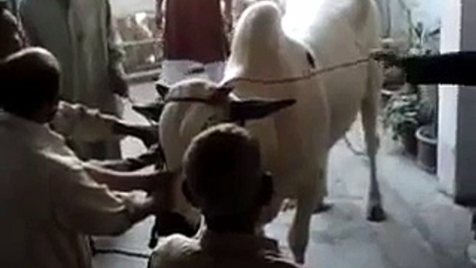 Very Very Dangerous Bull Of Qurbani Eid Ul Adha