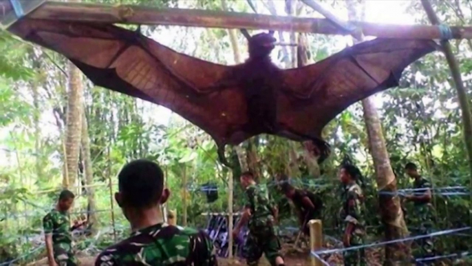 GIANT BAT CAPTURED, WHAT IS IT?
