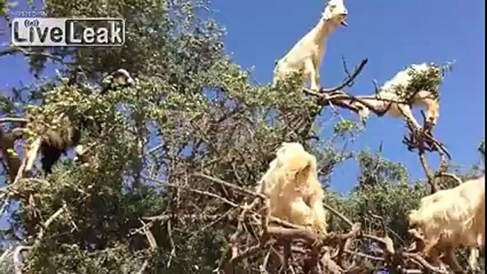 LiveLeak.com - A few Trump Supporters ready for Rally