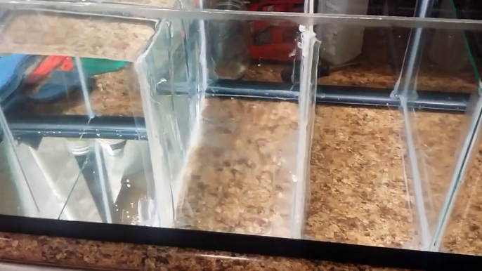 Diy fish tank sump tank
