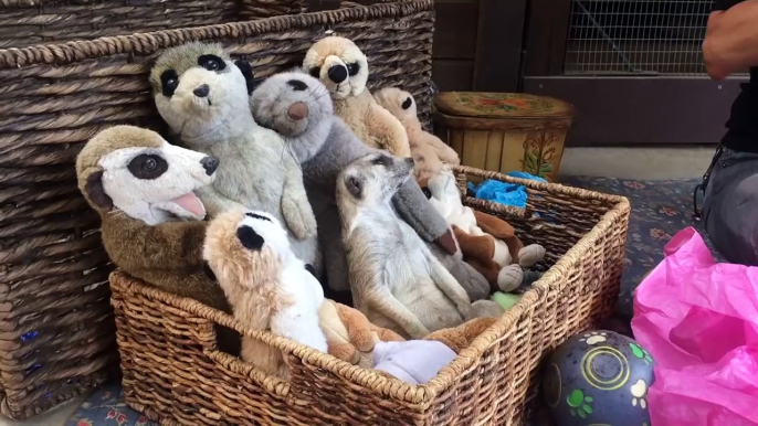 Meerkat sleeps on Meerkats cuddy toys and it's so cute...