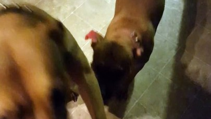 Two dogs are hilariously ashamed in front of their master