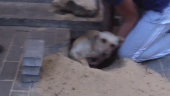 Un chien enterré vivant par des ouvriers, sauvé par les habitants de ce batiment!