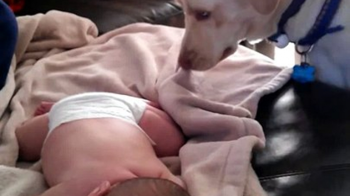 Mieux qu'une baby-sitter, ce chien borde ce bébé qui dort