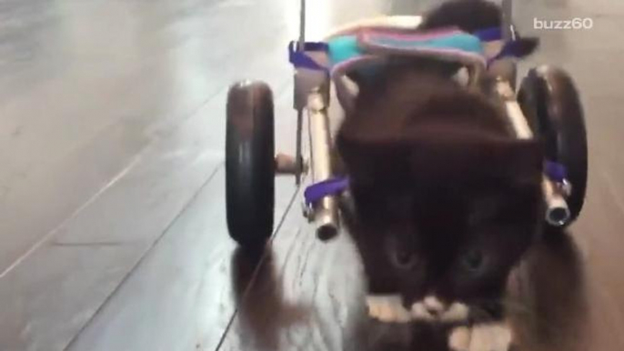 Kitten with no hind legs takes his first steps in tiny wheelchair