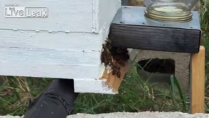 LiveLeak.com - Relocated Feral Hive - Thriving Now