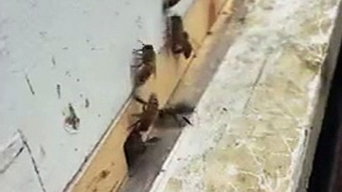 LiveLeak.com - Buzy Beez at the Farm!