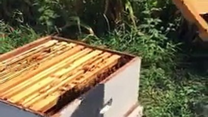 LiveLeak.com - Opening the Bee Hive!