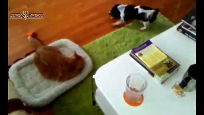 Best Cats Stealing Dog Beds Compilation 2015