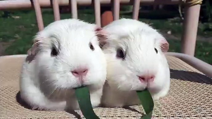 Two guinea pigs have a Lady and the Tramp moment