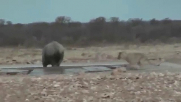 Lion vs Rhino Real Fighting ► Lion Chanel Tv